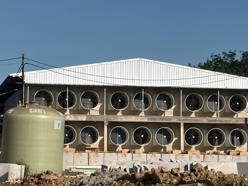 Cómo Reducir el Estrés por Calor en Granjas de Pollos en Indonesia