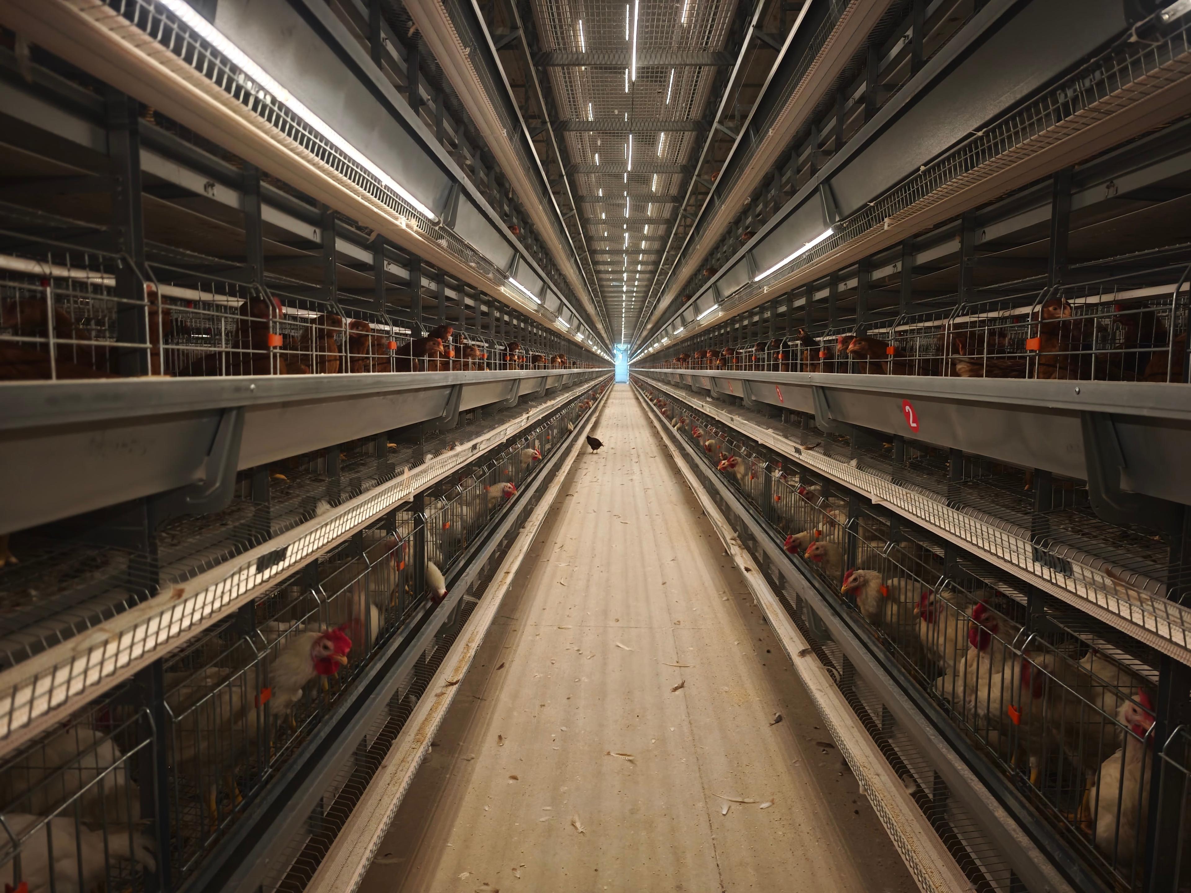 Maximizing Egg Production & Quality: Key Management Tips for Layer Farms