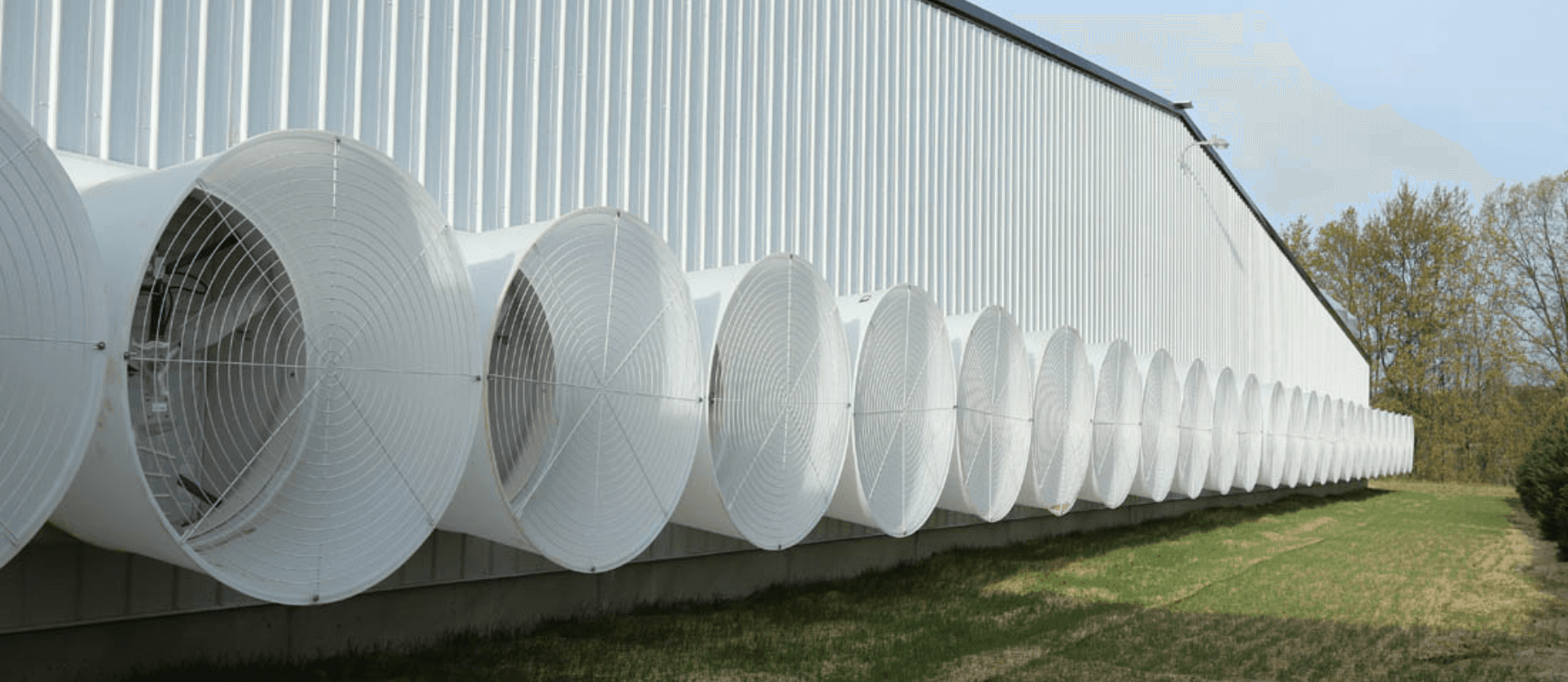 Summer Poultry Ventilation Solutions: Fix Heat Stress & Cold Stress in Chicken Houses