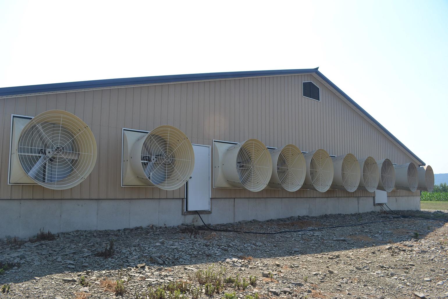 4 Critical Steps for Poultry House Ventilation Design (Global Adaptation)