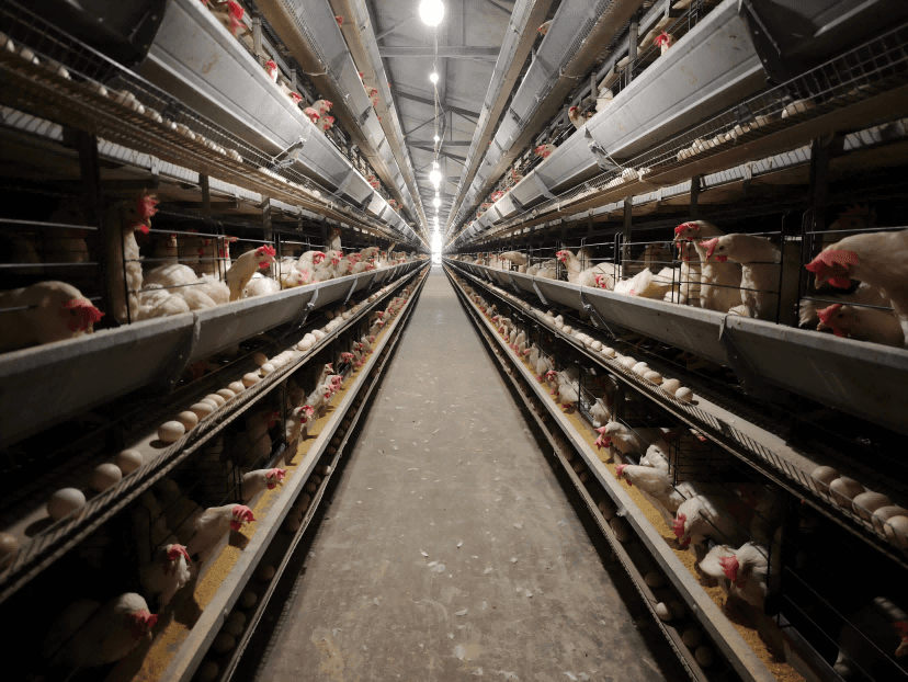 How to Optimize Environmental Control and Management for Layer Chicken Farming