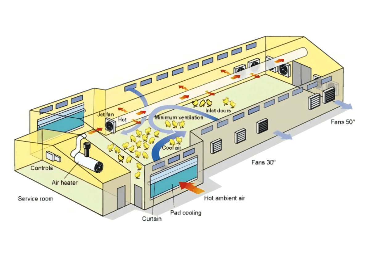What Causes Short Peak Laying Period in Stacked Cage Layer Farms