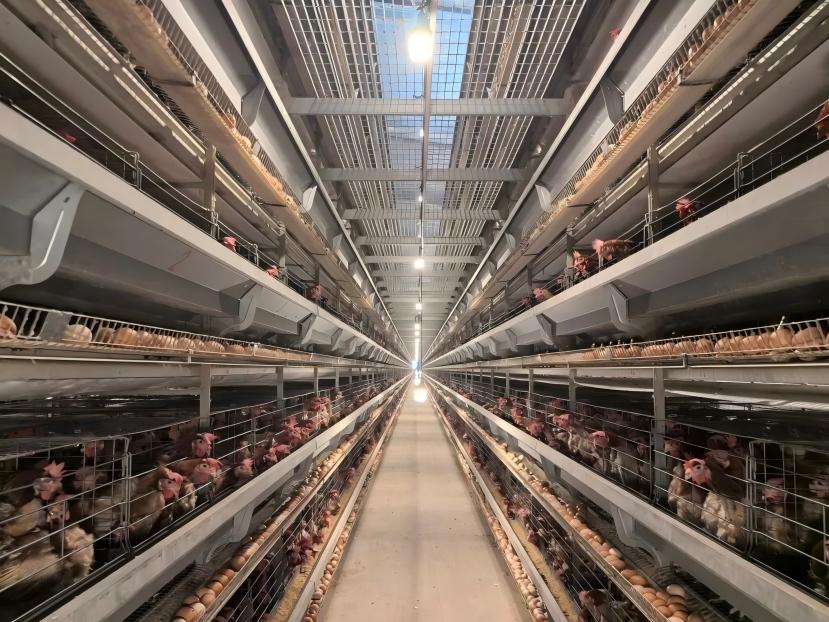 Layer Farm Cost Reduction & Intelligent Ventilation Efficiency Solution