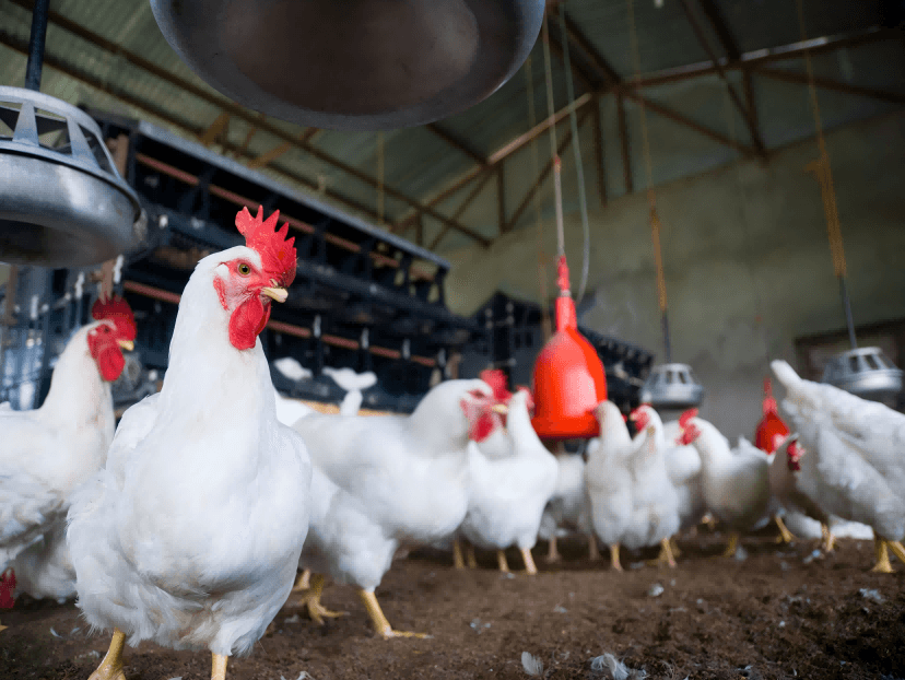 What Today's Poultry Producers Are Really Looking For