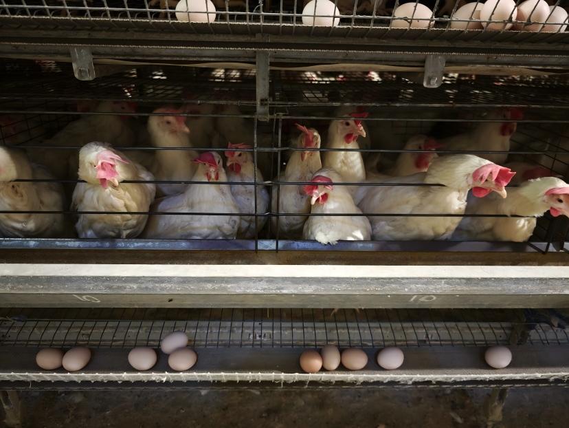 How Can Layer Farms Improve Egg Production Management with an Automatic Egg Counting System
