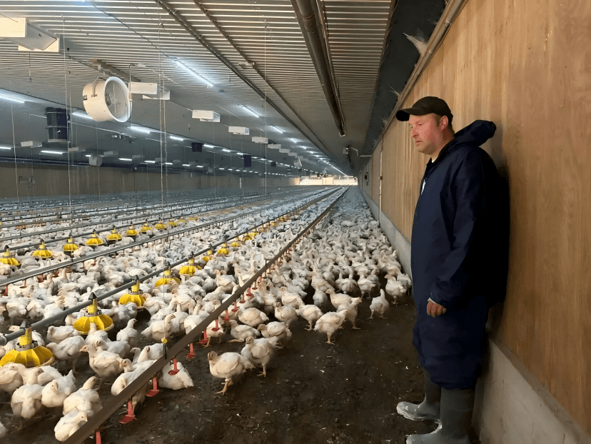 How High-Density Canadian Broiler Farms Raise Antibiotic-Free Flocks