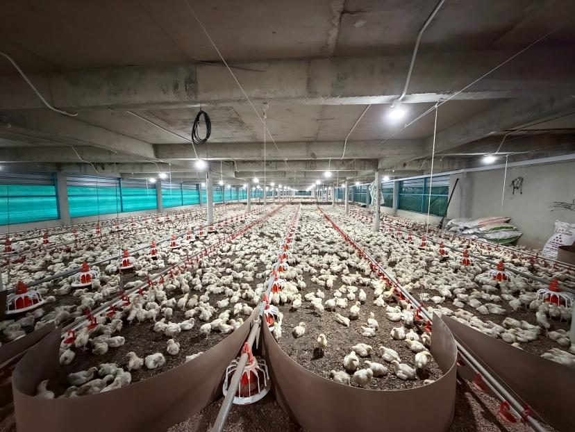 What Should You Check During a Daily Poultry House Inspection to Reduce Mortality