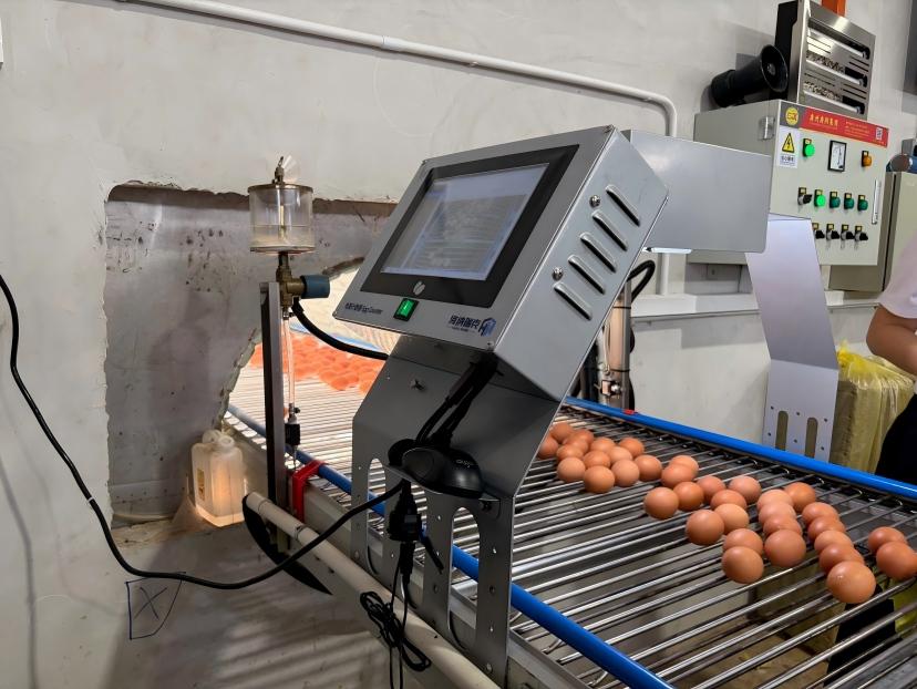 How Cage-Level Egg Production Monitoring Helps Identify Low-Producing Areas