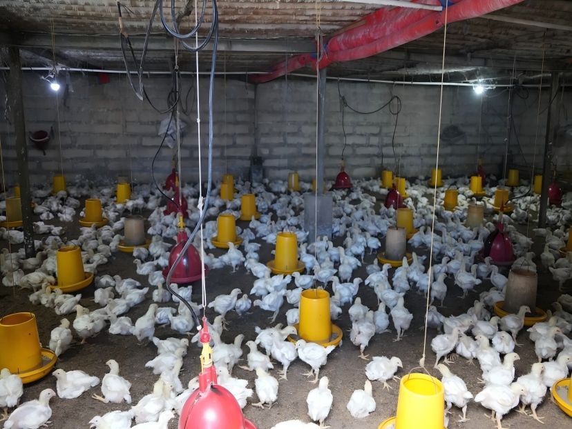 Can Poultry Growers Stop Rising Energy Costs From Eating Their Bottom Line