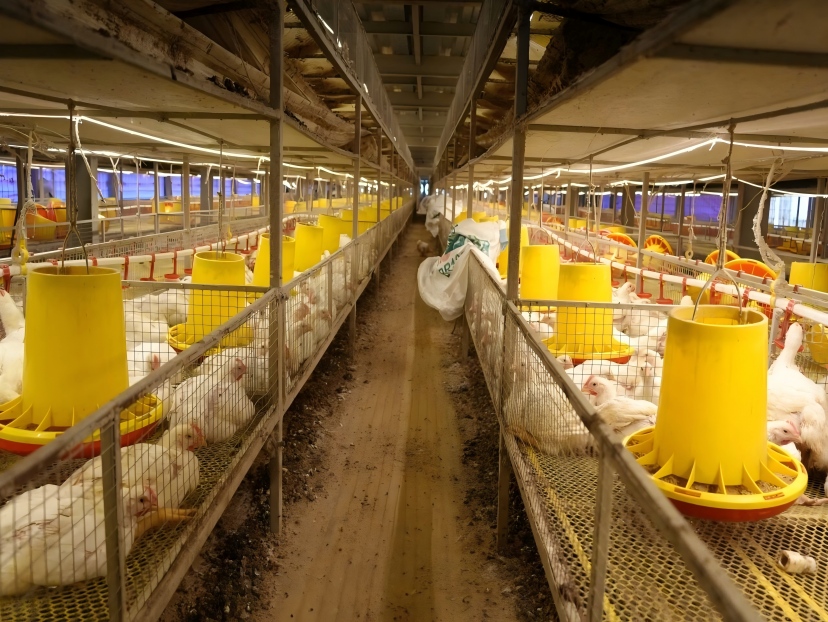 Can Poultry Growers Stop Rising Energy Costs From Eating Their Bottom Line