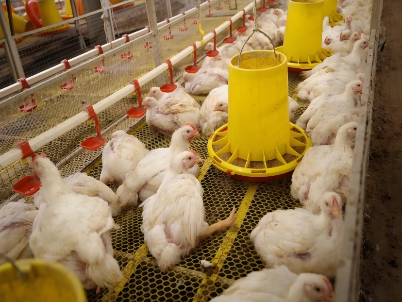 Can Poultry Growers Stop Rising Energy Costs From Eating Their Bottom Line