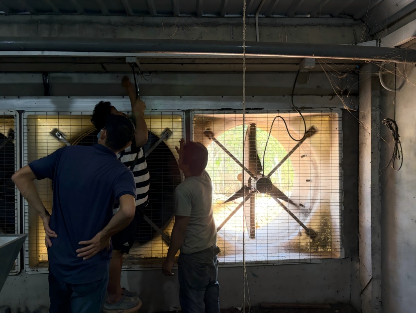 ¿Pueden las granjas de pollos de engorde de Indonesia reducir el estrés por calor y mejorar la eficiencia de la ventilación?