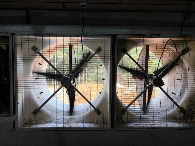 ¿Pueden las granjas de pollos de engorde de Indonesia reducir el estrés por calor y mejorar la eficiencia de la ventilación?