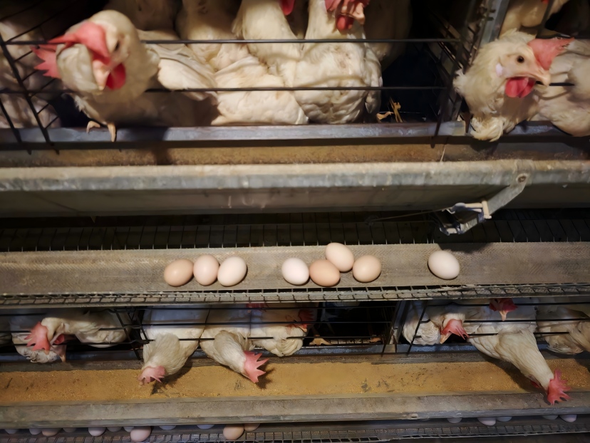 Can Layer Farms Improve Egg Production Management with an Automatic Egg Counting