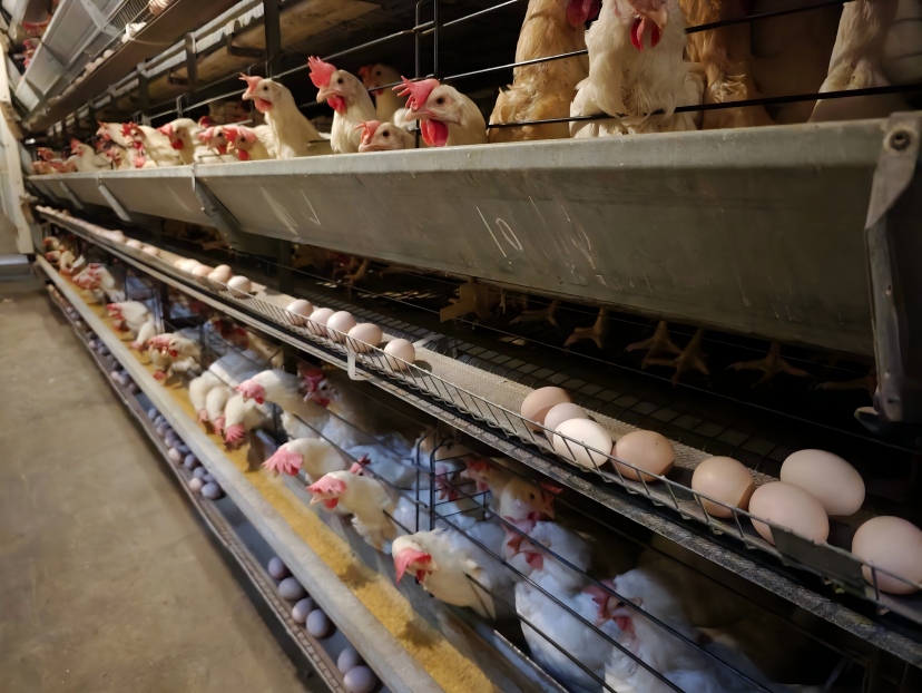 Can Layer Farms Improve Egg Production Management with an Automatic Egg Counting