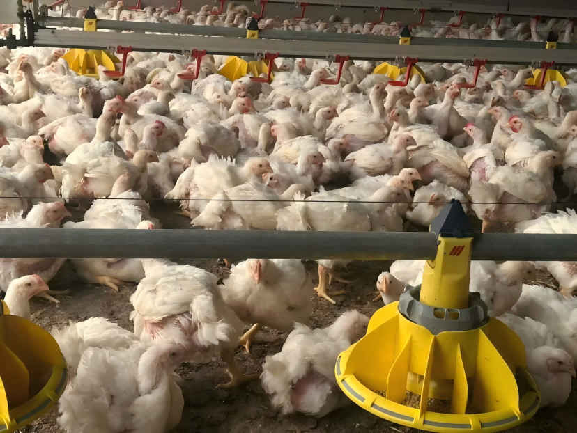Las granjas canadienses de pollos de engorde de alta densidad crían lotes libres de antibióticos
