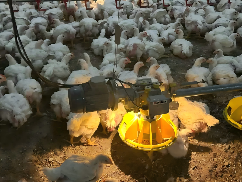 Las granjas canadienses de pollos de engorde de alta densidad crían lotes libres de antibióticos