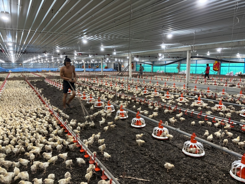 Should You Check During a Daily Poultry House Inspection to Reduce Mortality
