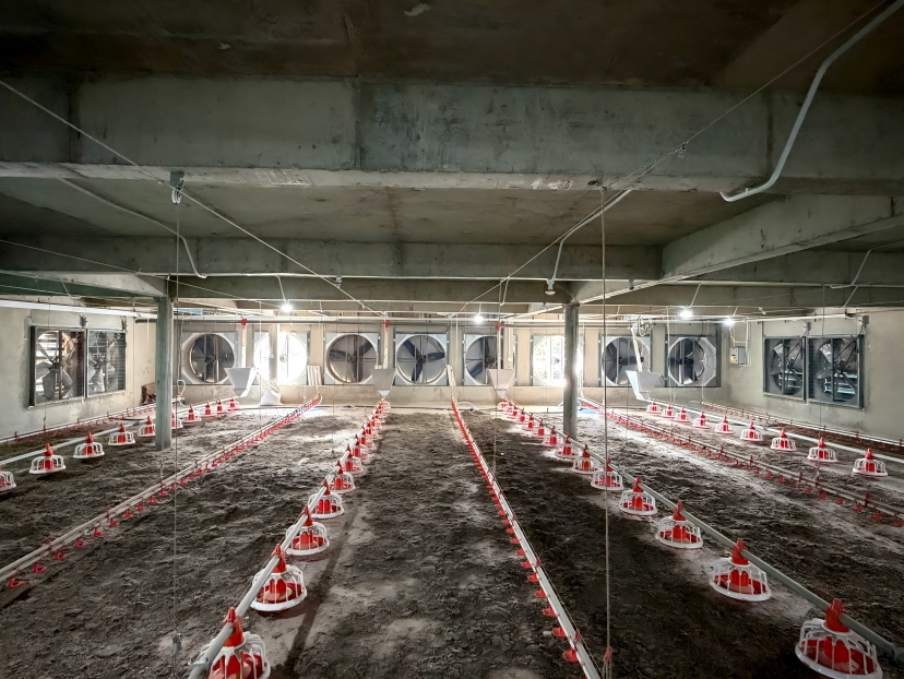 Should You Check During a Daily Poultry House Inspection to Reduce Mortality