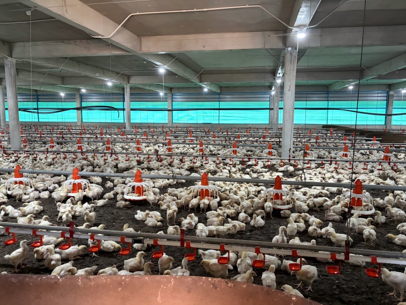 Should You Check During a Daily Poultry House Inspection to Reduce Mortality