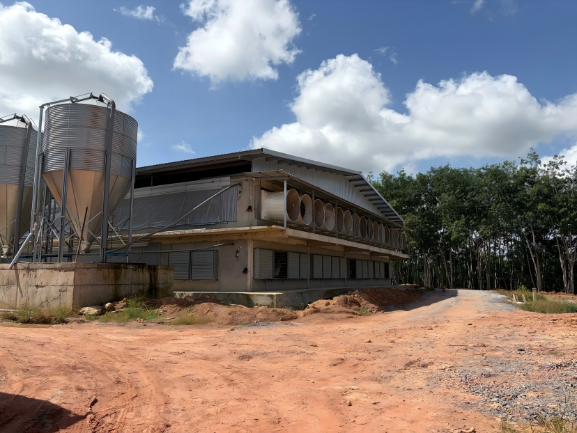 Traditional poultry farm feeding problems