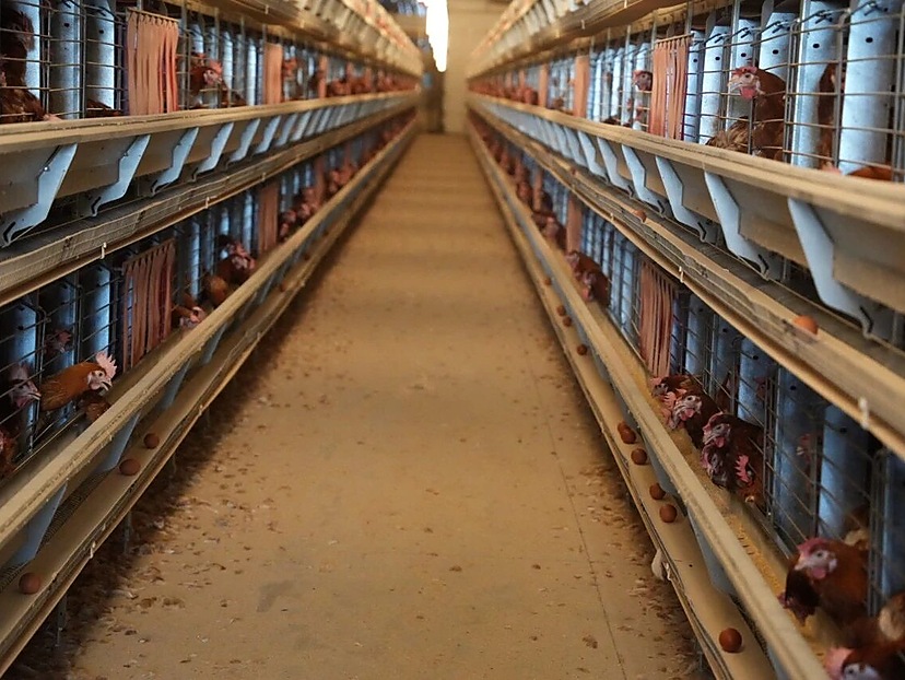 layer-house equipment observed during the Ontario farm visit